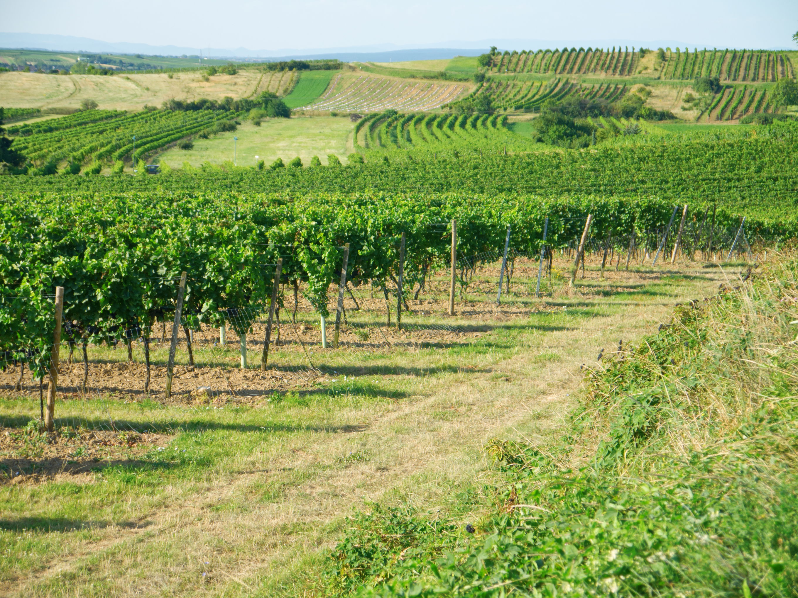 Weinkellerei Aigner in Gumpoldskirchen Falstaff Falstaff