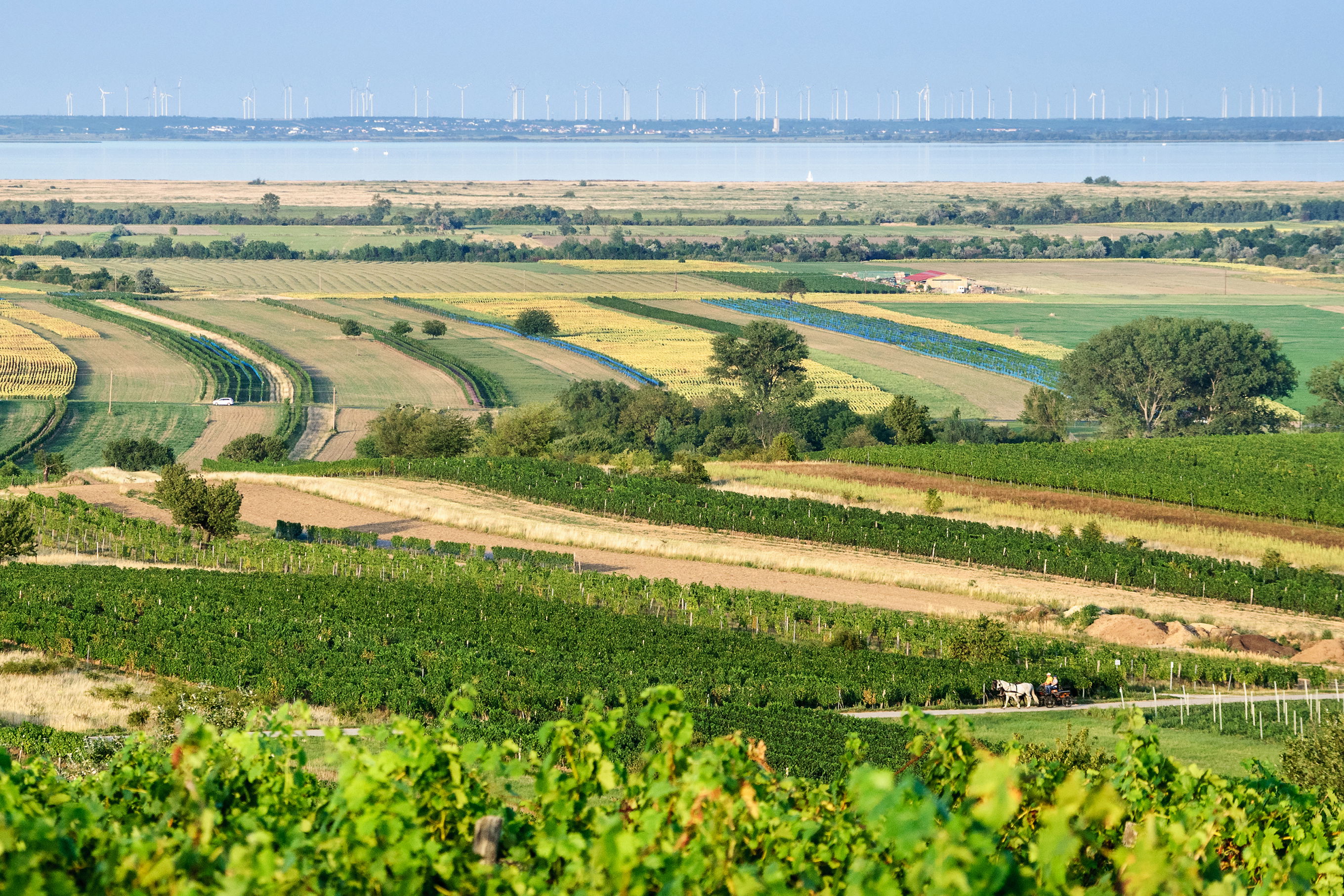 Wine Region Burgenland - Falstaff - Falstaff