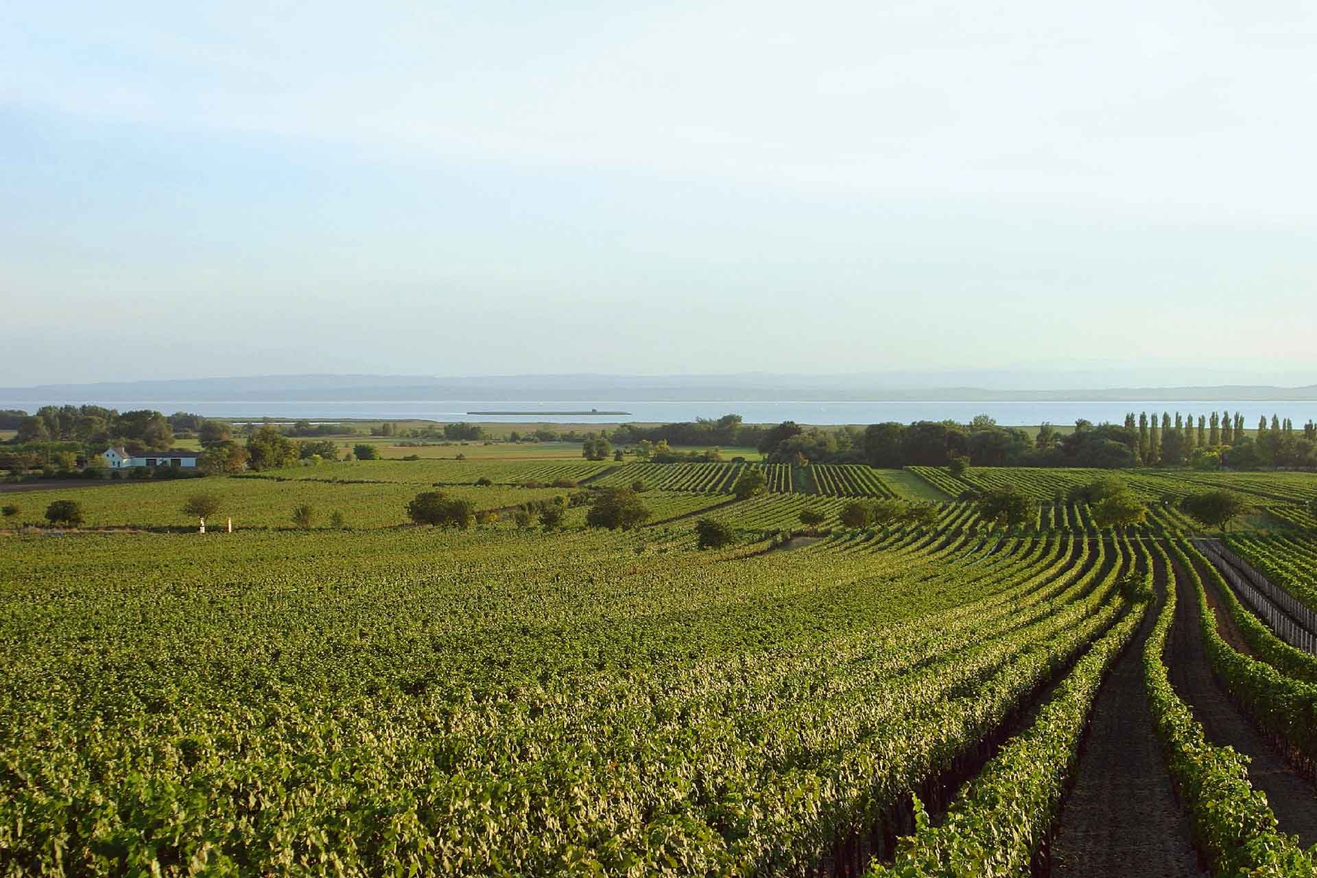 In der Region rund um den Neusiedler See werden einige der besten Rotweine Österreichs angebaut.&nbsp;