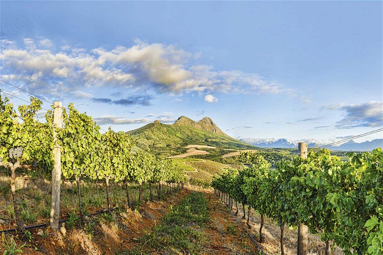 Kanonkop Estate in Stellenbosch ist berühmt für seine Pinotage-Rotweine.