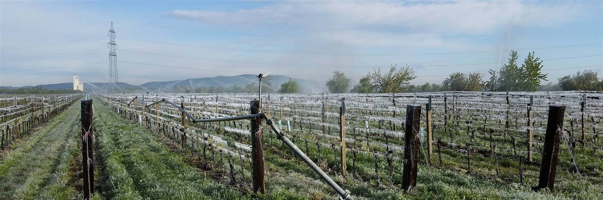 Frostberegnung in der Thermenregion in Österreich