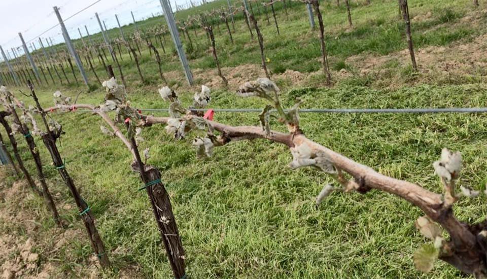 Wenn es zu kalt wird, nützen alle Maßnahmen nichts und die Triebe sind zerstört. Hier ein Weingarten der Familie Netzl in Carnuntum.