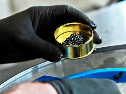 Kürzlich wurde der erste österreichisch-schweizerische Kaviar produziert.