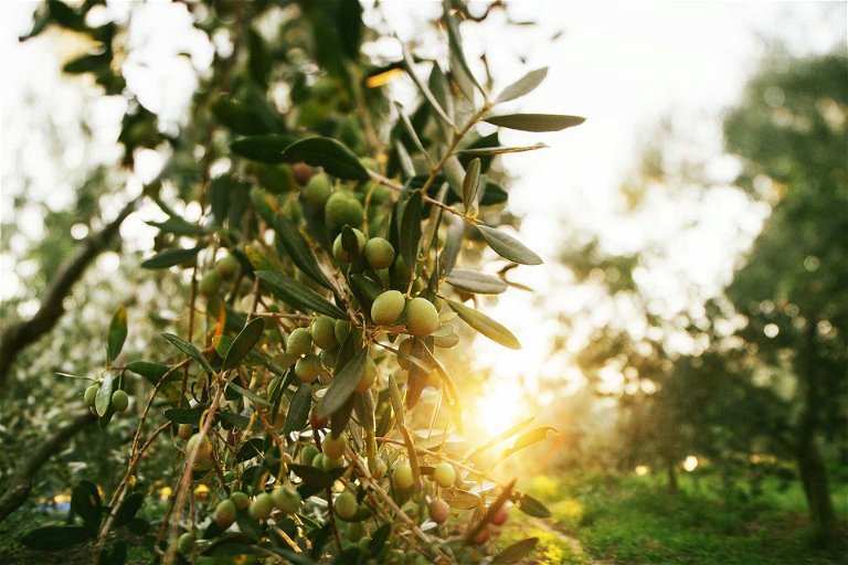 Olivenhaine in Istrien: Dank des kühlen Klimas wachsen hier Oliven mit kräftigem Geschmack.