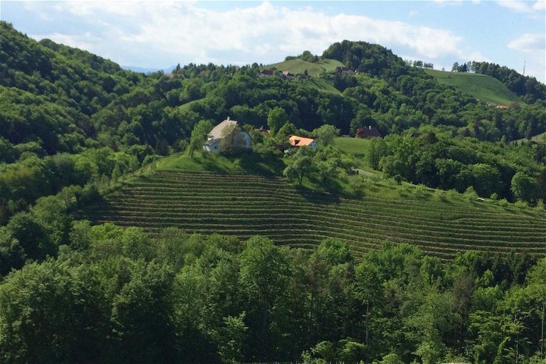 Sausaler Weinberge: die Region ist bekannt für ihre Steillagen
