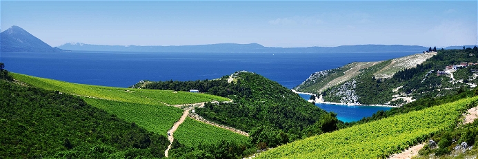 Mit Blick auf das azurblaue Mittelmeer reifen die Trauben für Kroatiens beste Weine heran.