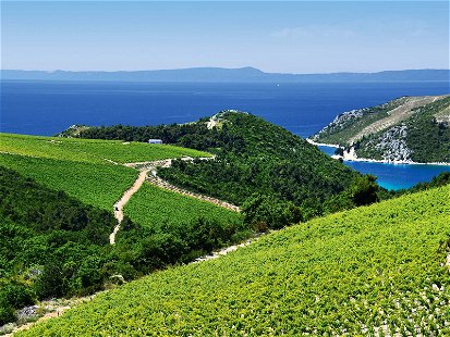 Mit Blick auf das azurblaue Mittelmeer reifen die Trauben für Kroatiens beste Weine heran.