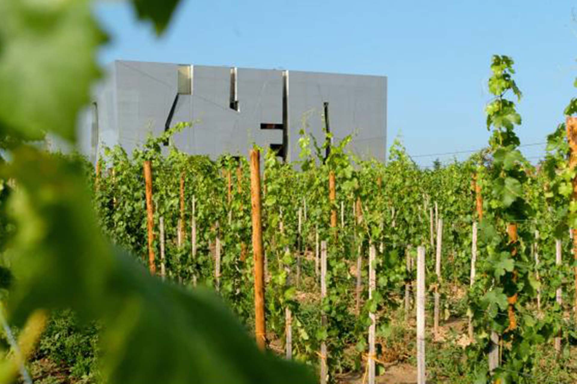 Weingarten beim Loisium in Langenlois