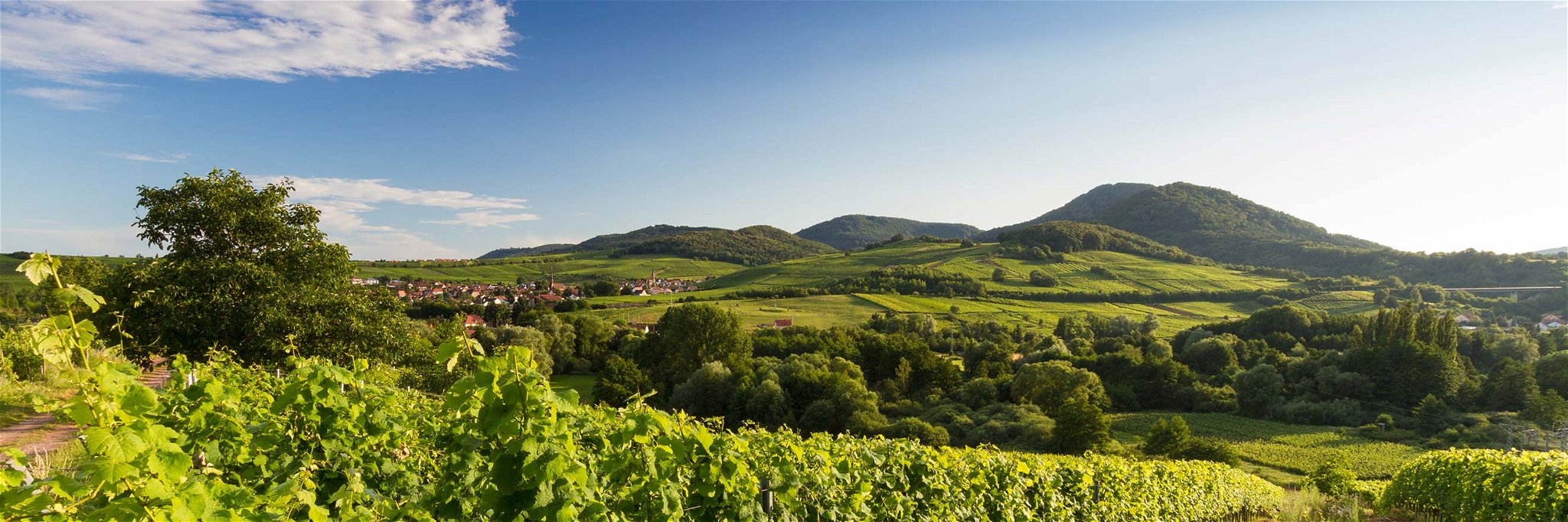 Die Pfalz ist Deutschlands zweitgrösstes Weinbaugebiet.