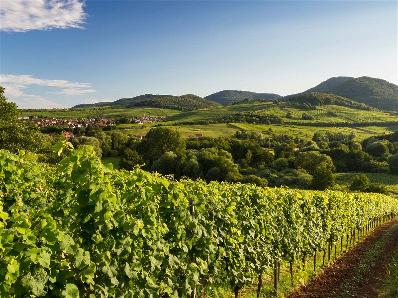 Die Pfalz ist Deutschlands zweitgrösstes Weinbaugebiet.