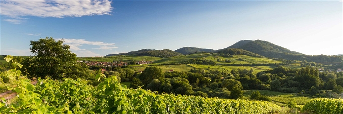 Die Pfalz ist Deutschlands zweitgrößtes Weinbaugebiet.