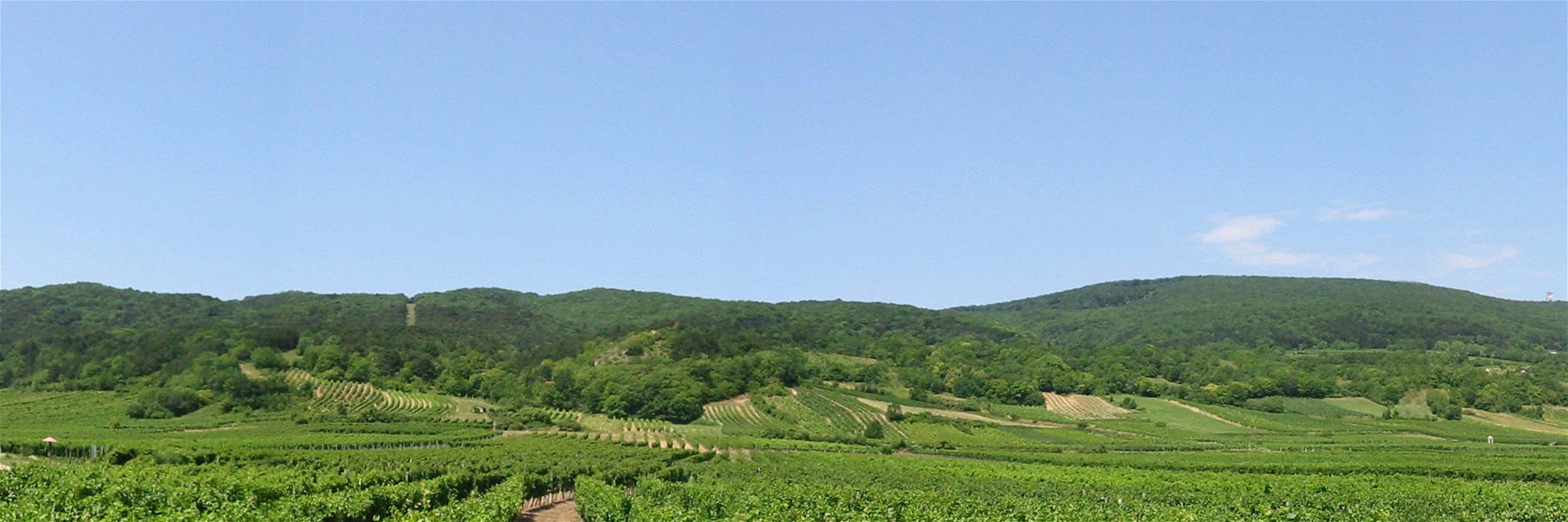 Die Thermenregion Wienerwald lädt zum 14. Weinfestival