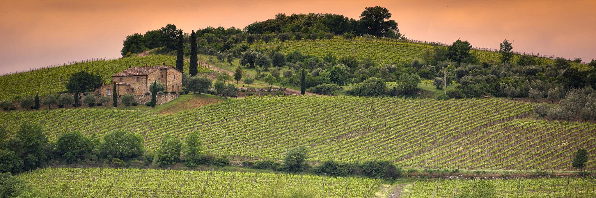 Weingärten in der Toskana