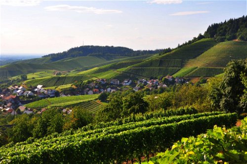 Schönste Weinsicht Baden 2016Vom Dasenstein über Weinberge in die Rheinebene, Kappelrodeck