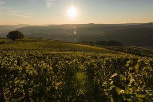Schönste Weinsicht Nahe 2016Weinlagen von Meddersheim, Meddersheim