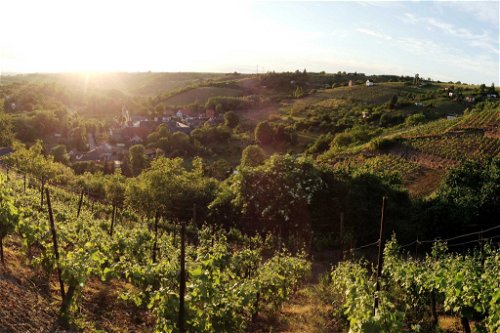 Schönste Weinsicht Saale-Unstrut 2016Rollsdorf mit Terrassenlagen am Ufer des Bindersees, Höhnstedt