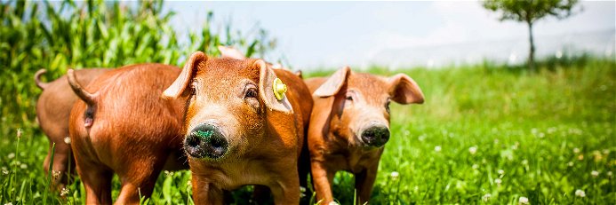 Schweinezucht Fohringer: Duroc-Ferkel in der Wiese