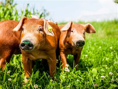 Schweinezucht Fohringer: Duroc-Ferkel in der Wiese