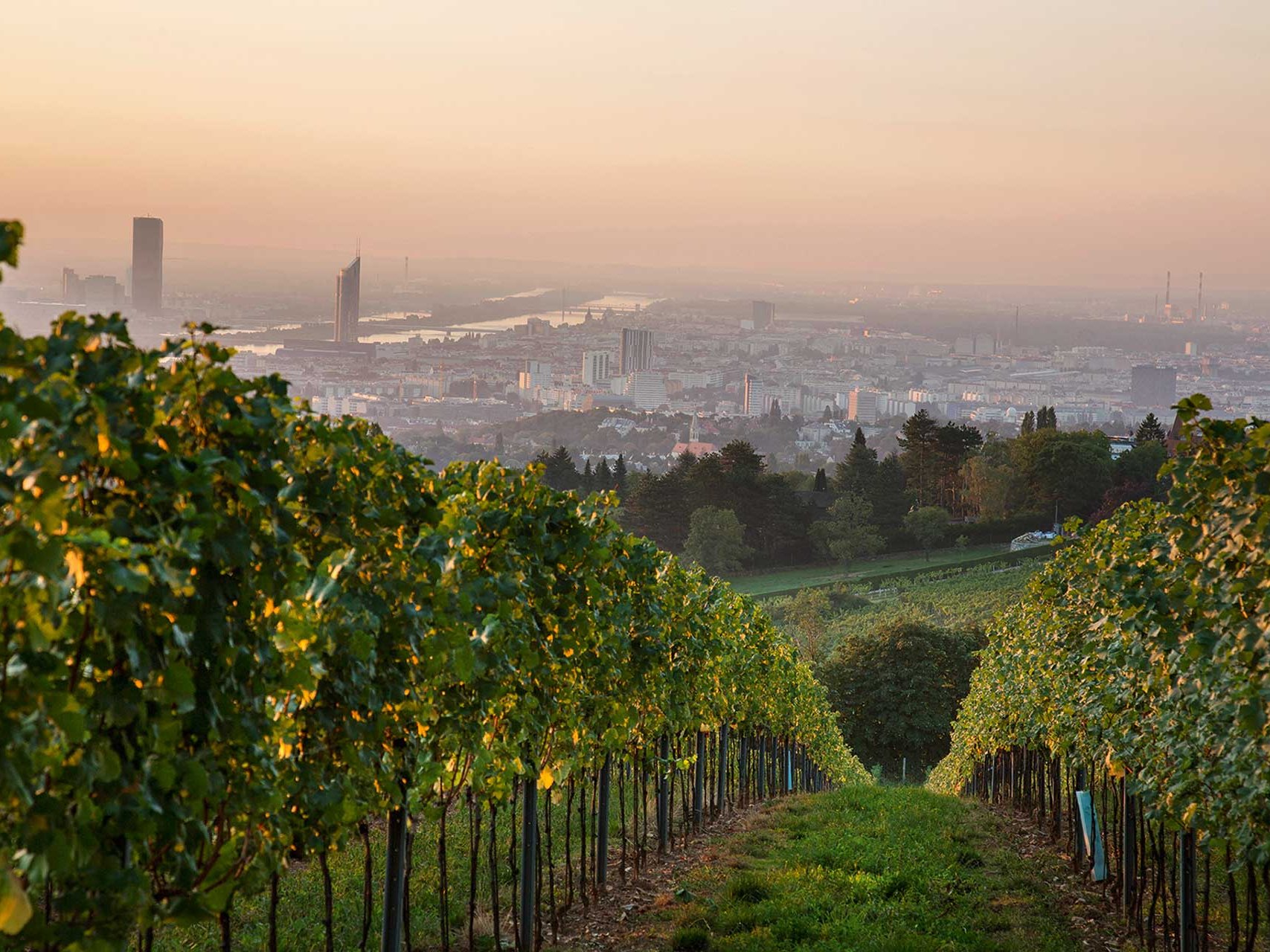 Blick vom Weingut Cobenzl auf den Reisenberg und die Stadt Wien.