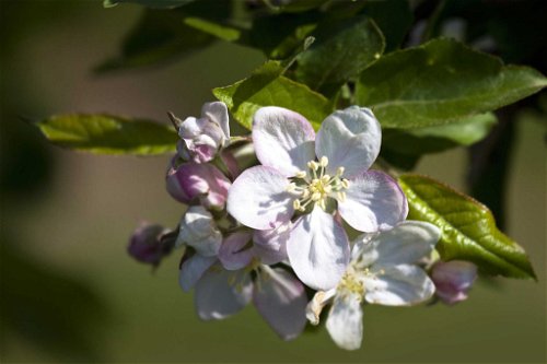  Die Äpfel für den Edelbrand wachsen in den regionalen Obstgärten des Landes.Foto beigestellt