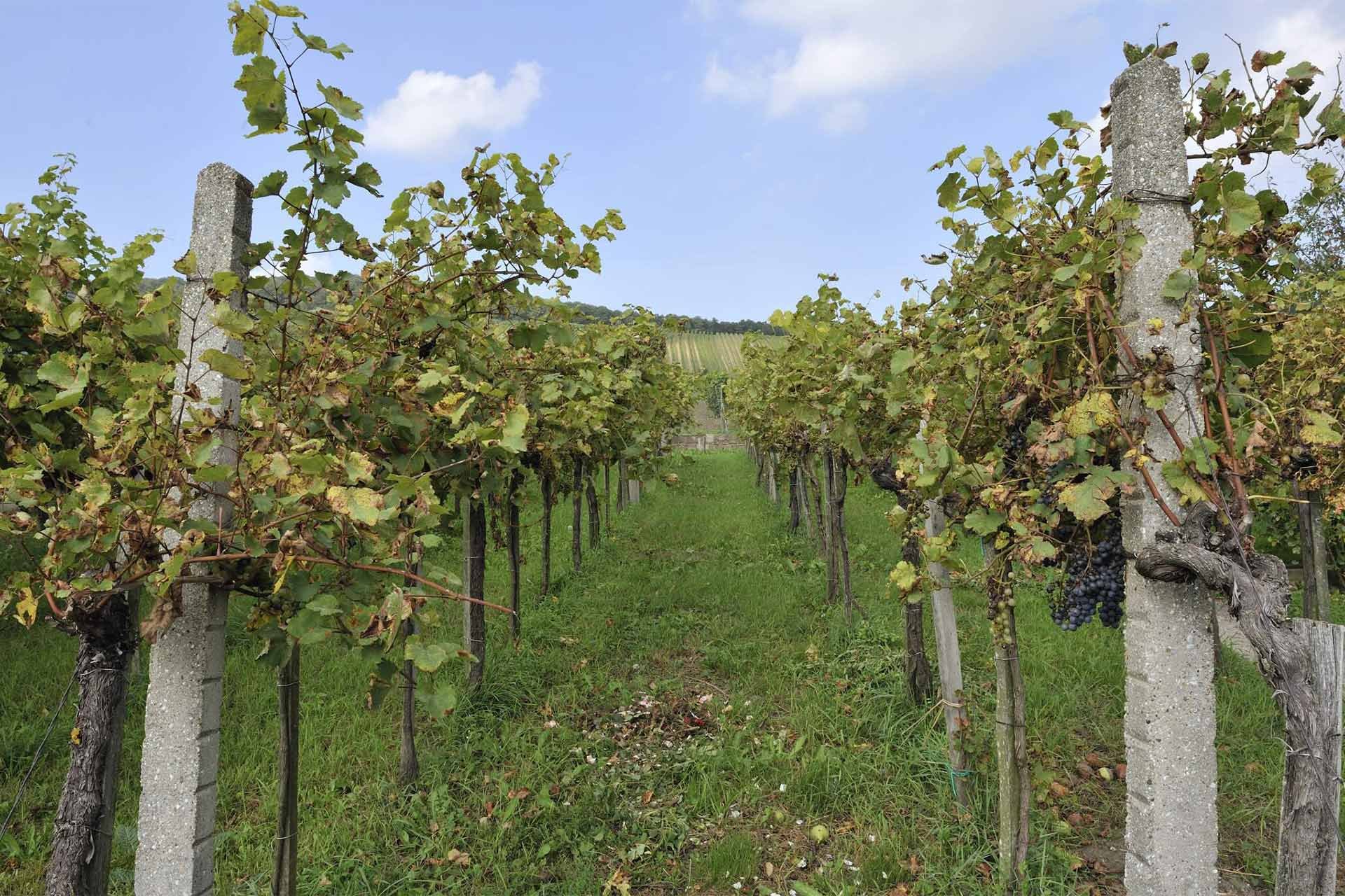 Am Samstag und Sonntag kann man sich durch den Wein der Wiener Reben kosten.