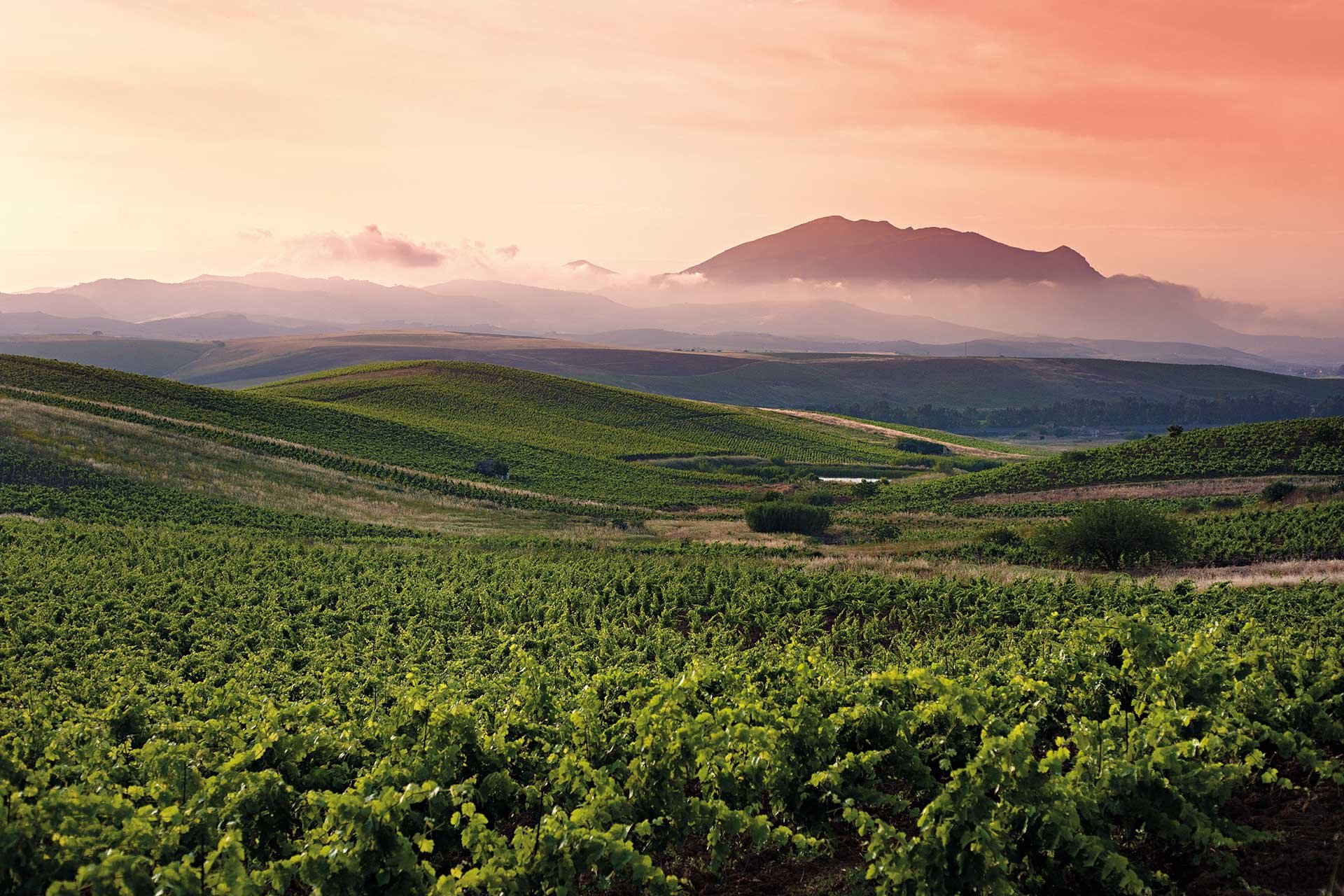 Sizilien ist als einzigartiges Anbaugebiet mit üppigen Weinhängen bekannt.