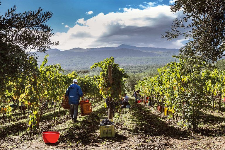 Nachhaltiger Weinbau auf der Tenuta delle Terre Nere.