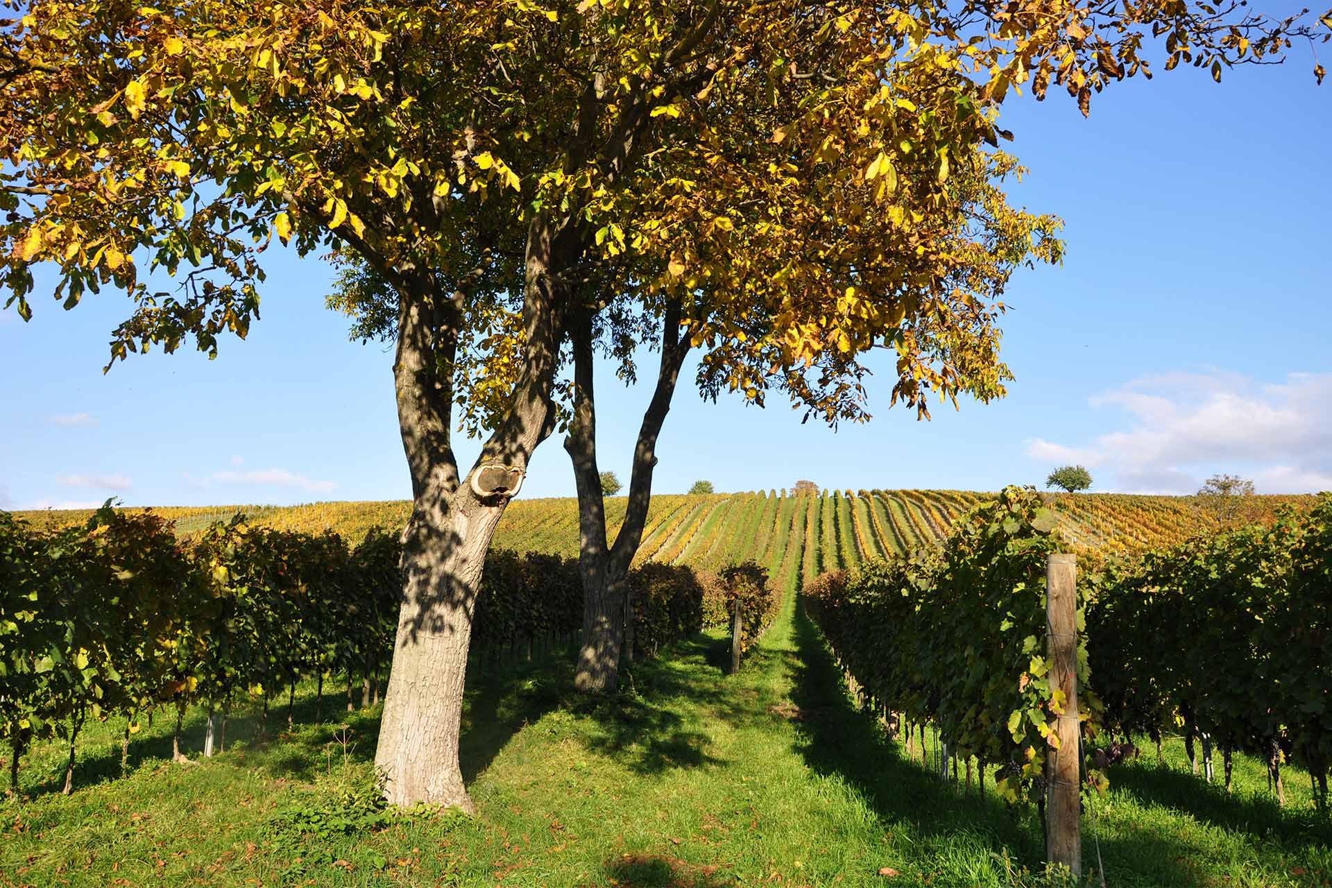 Bei der Weingartenwanderung in Deutschkreutz können Sie nicht nur gute Tropfen verkosten, sondern auch schöne Ausblicke geniessen.