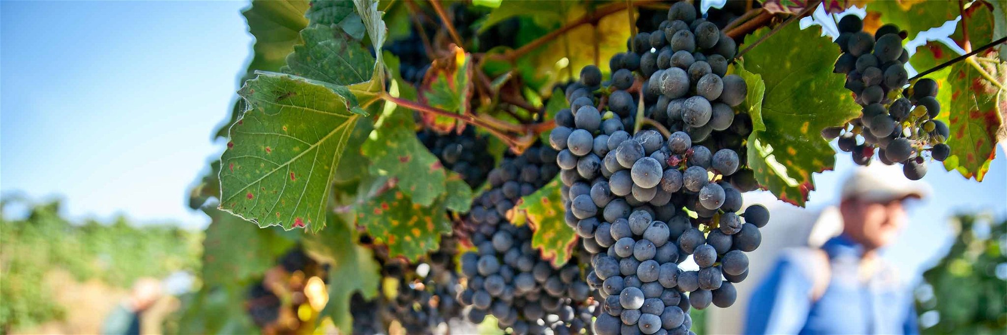 Im September beginnt die Weinlese und damit die Saison vieler vinophiler Veranstaltungen.