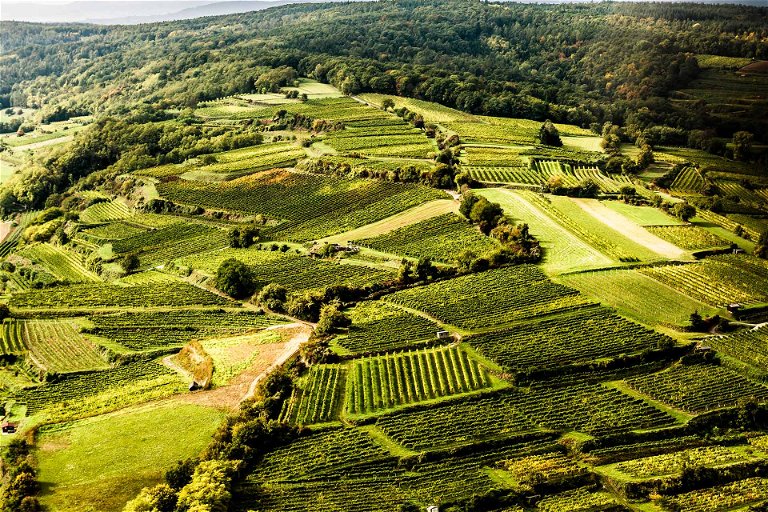 Aus den Traisentaler Weingärten kommen nicht nur Grüne Veltliner, sondern auch viele andere Rebsorten.