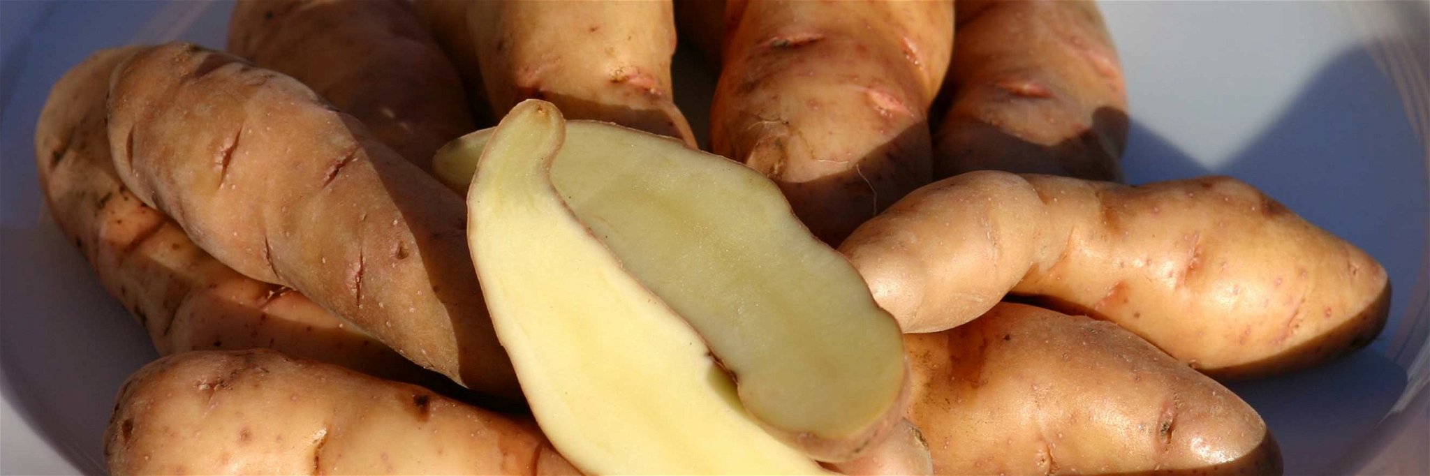 Die Kartoffelsorte »Bamberger Hörnchen« ist ebenfalls ein »Arche-Passagier«.