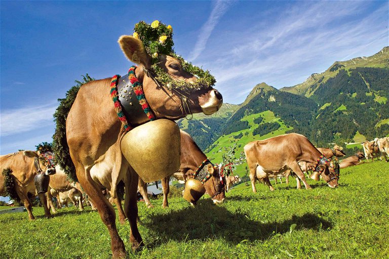 Almabtrieb in Raggal im Walsertal. Die Milch ist in Vorarlberg ein wesentliches&nbsp;wirtschaftliches Standbein.&nbsp;