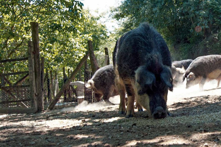 Die Mangalitzas auf dem Bauernhof «Arche de Wiskentale» dürfen ihren Instinkten folgen und nach Herzenslust in der Erde wühlen.