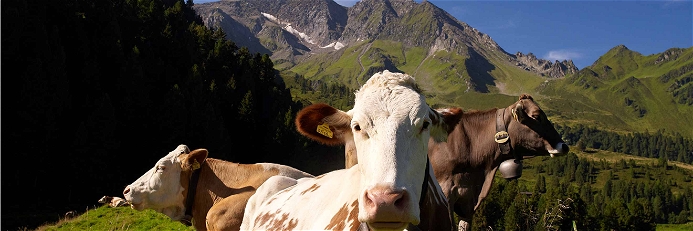 Glückliche Kühe, die natürliches Futter bekommen, geben die beste Milch.&nbsp;
