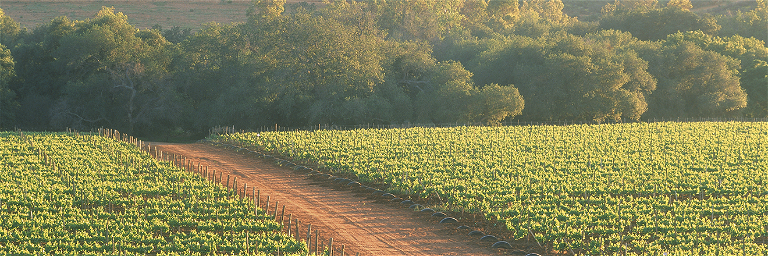 Das Weingut liegt etwa 30 Kilometer südlich von Tijuana.