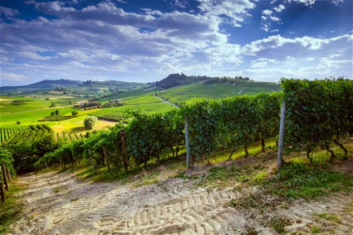 PIEMONT (Italien):&nbsp;Das rund&nbsp;&nbsp;48.000 Hektar&nbsp;große Weinbaugebiet umfasst die Gebiete um&nbsp;Ivrea,&nbsp;Vercelli und Novara,&nbsp;Monferrato und Alba.&nbsp;An der Spitze der Piemonteser Rotweine stehen die Barolo- und Barbaresco-Weine. Der Schaumwein aus der Traube Moscato Bianco, der »Asti Spumante«, ist eine weitere süße Berühmtheit aus der Gegend und wurde unzählige Male verkauft.