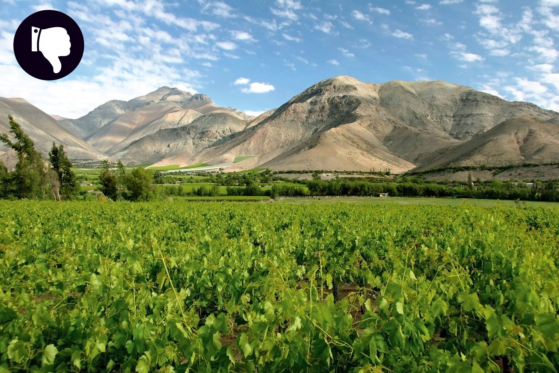 Weinanbau im Elqui-Tal: 2016 reiften die Trauben in Chile besonders langsam.&nbsp;