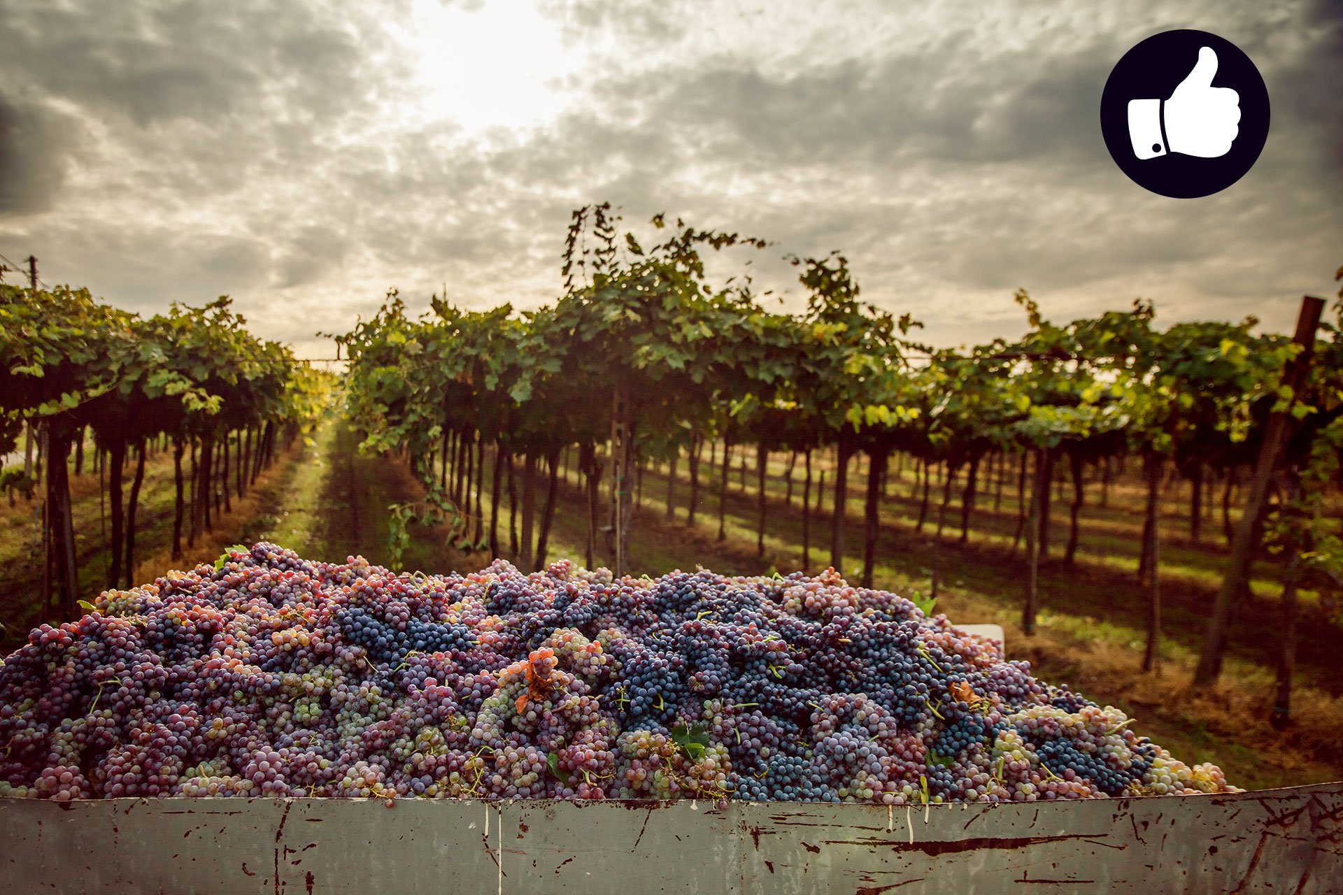 Im Napa Valley wurden Weintrauben von bester Qualität gelesen.
