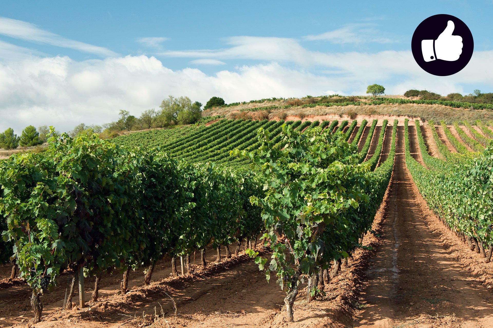In der Rioja ist nach einem trockenen Sommer mit bester Qualität zu rechnen.