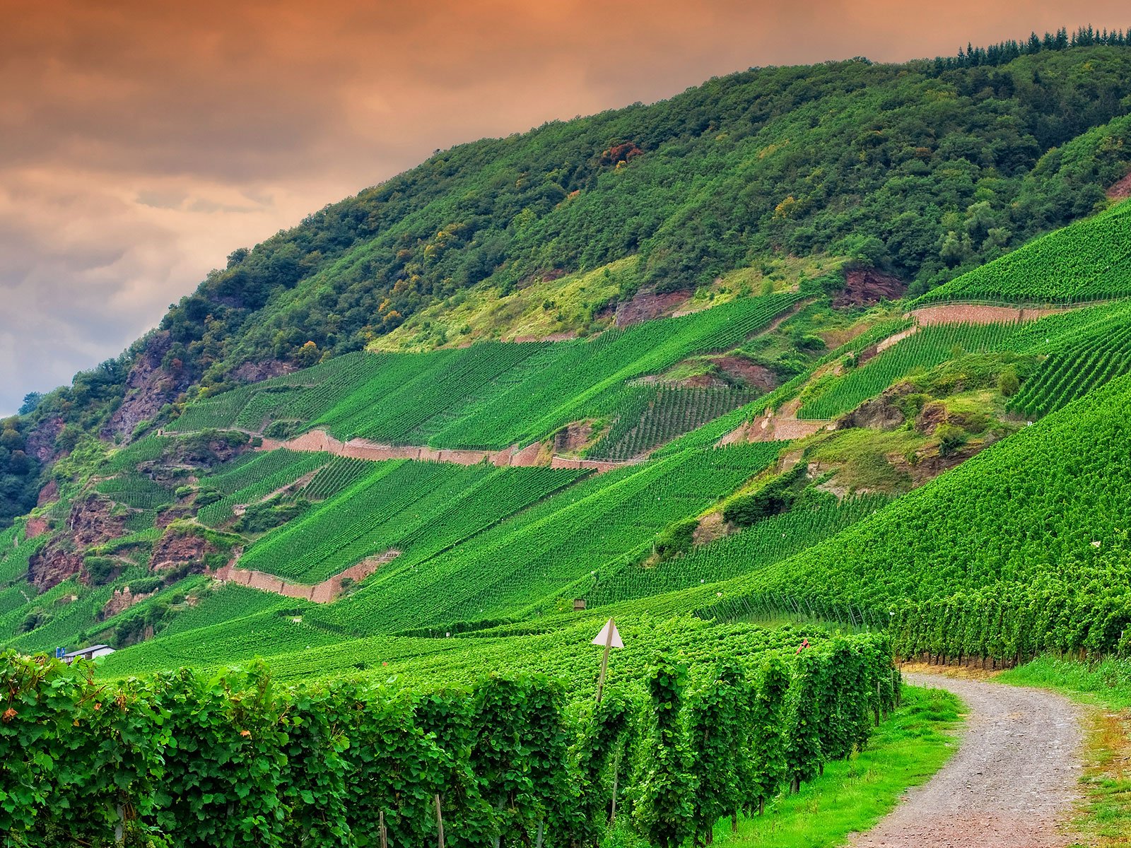 In Deutschland gab es zwar hohe Ernteausfälle, die gute Witterung im »goldenen Oktober« hat den Winzern jedoch noch ausgezeichneten Wein eingebracht.