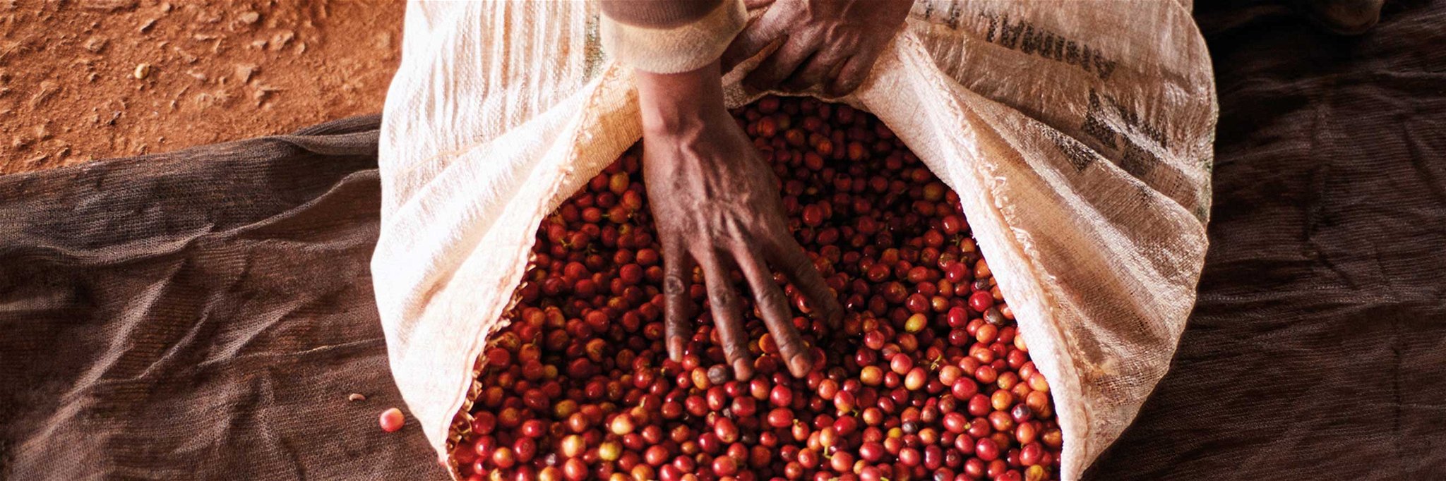 Vor der Verarbeitung: Die Kaffeekirsche der späteren Sorte »Kenya Peaberry«