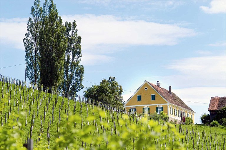 Naturwein-Pionier Sepp Muster hat sein Weingut in der Südsteiermark.&nbsp;