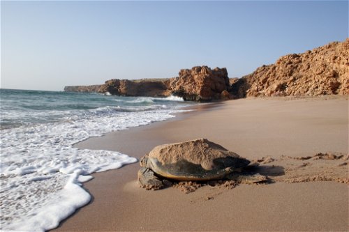 Eine Schildkröte im »Ras Al Jinz-Reserve« in Oman.