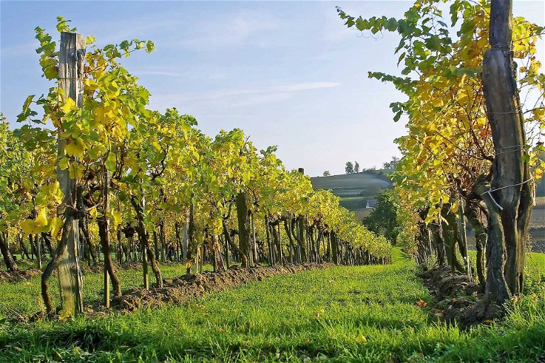 In den Weingärten von Markus Huber wachsen die nächsten Trauben für Klasse-Wein.