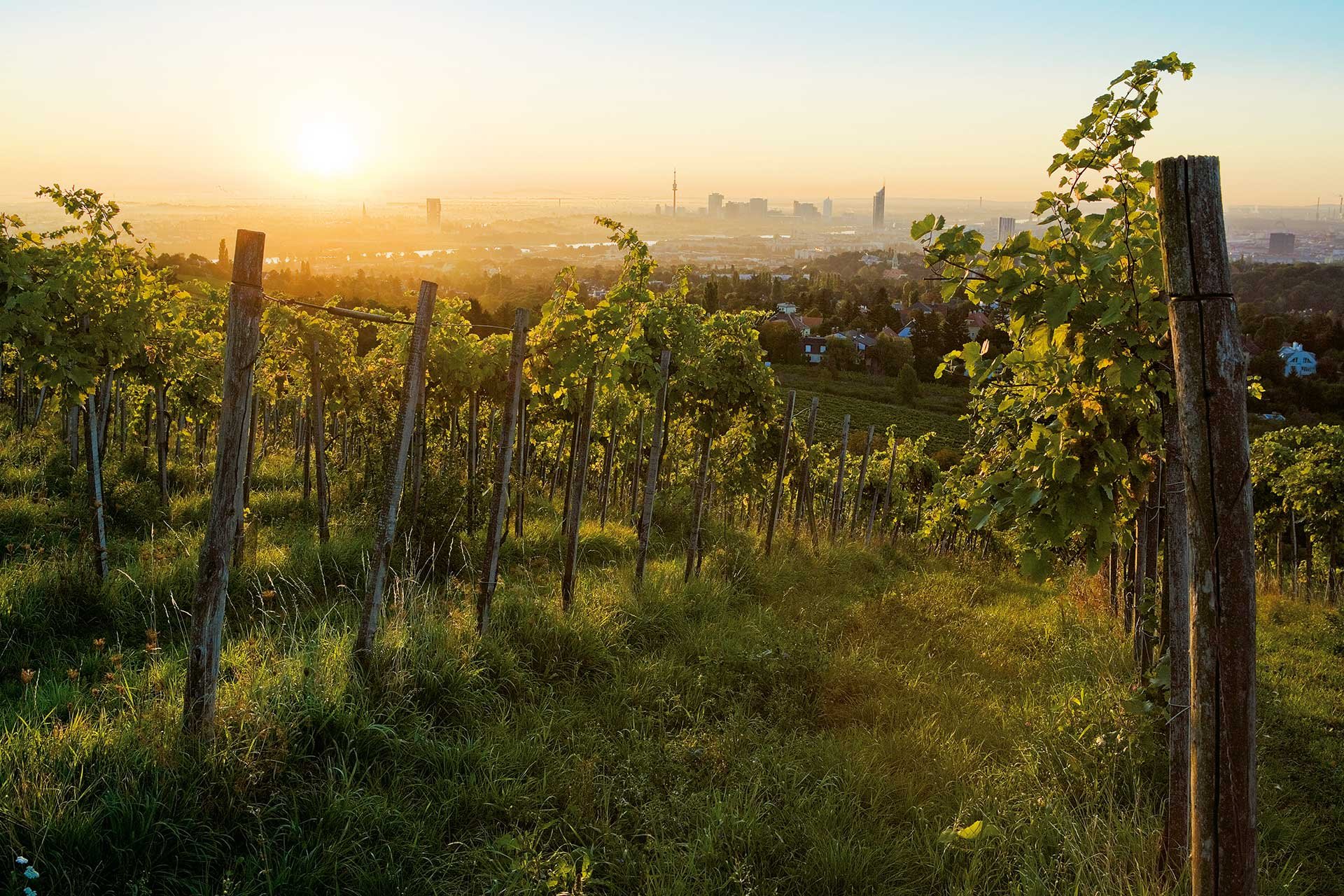 Wien ist eine der wenigen Städte der Welt mit eigenen Weingärten.&nbsp;