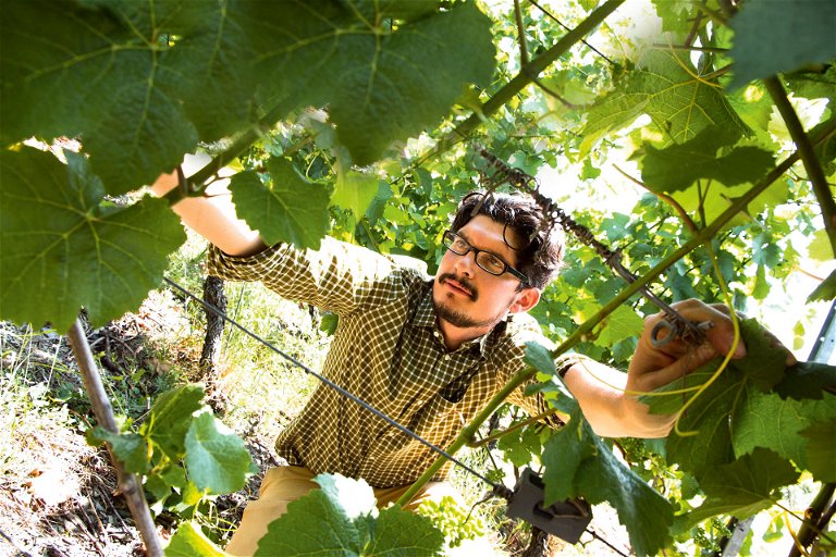 Auf Christos Theodoropoulos’ Weingut Lithos wachsen fruchtige Rieslinge.