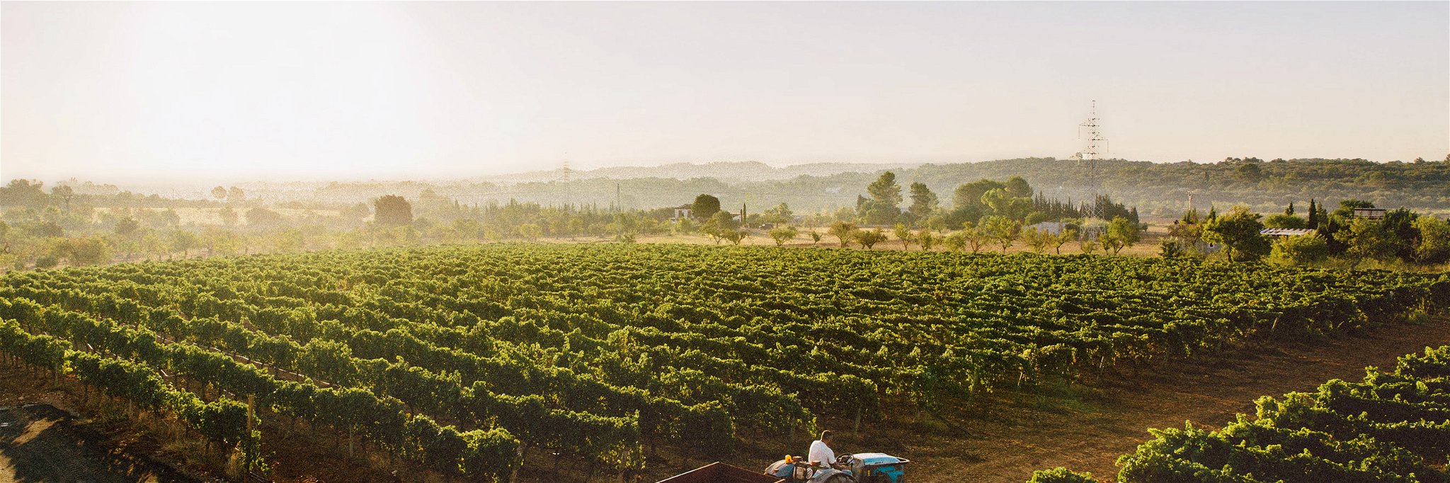 Die Weinbauregion Binissalem ist berühmt für den Manto-Negro-Rotwein.