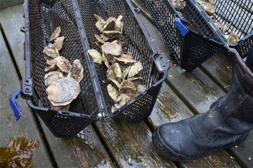 Jede Menge fangfrische Austern landen bei der Seafood-Safari&nbsp;auf dem Boot.&nbsp;
