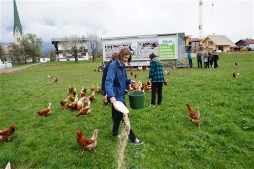 Celina beim Füttern der Hühner.