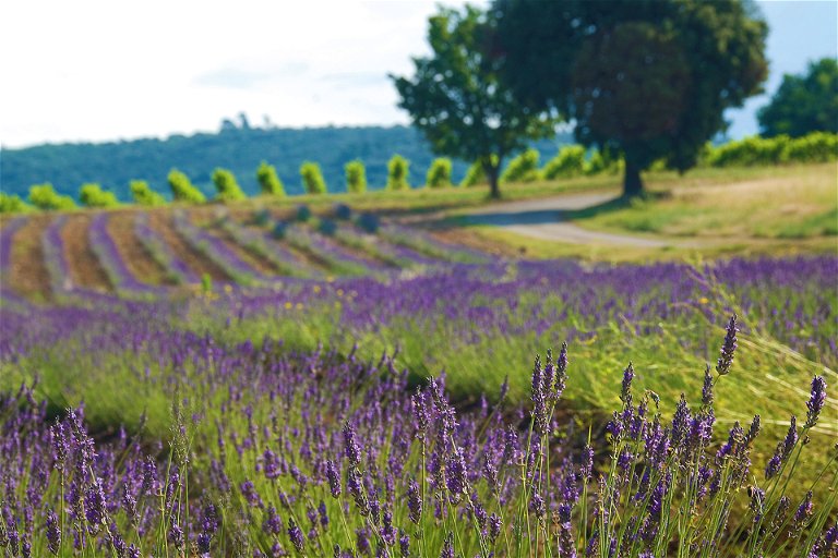 Umgeben von duftenden Lavendelfeldern wachsen die Trauben für den trendigen Rosé de Provence.